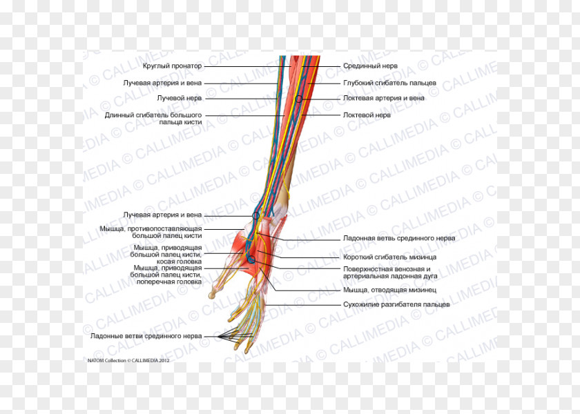 Arm Forearm Nerve Muscle Human Anatomy PNG