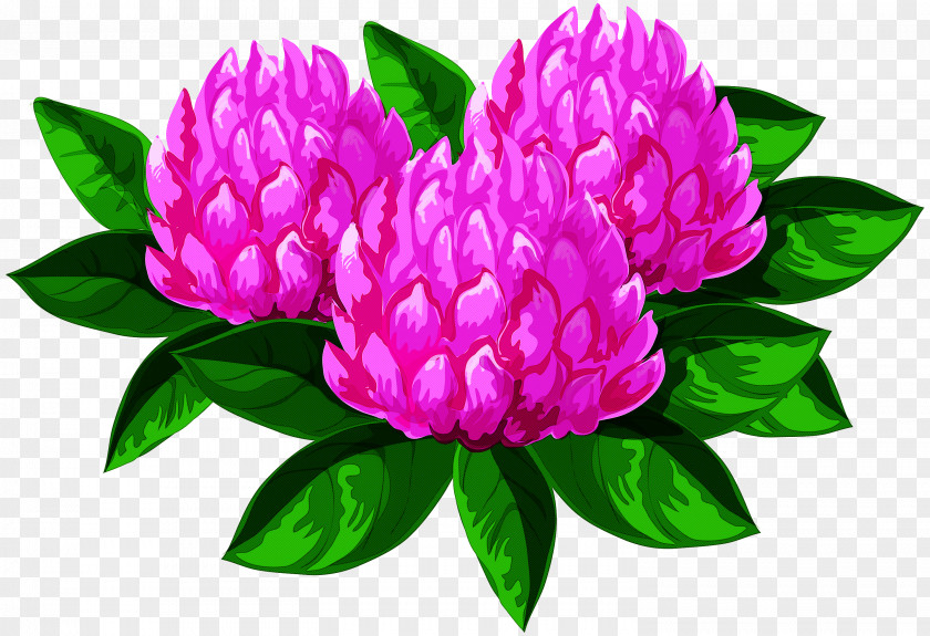 Cut Flowers Magenta Flower Plant Petal Pink Common Peony PNG