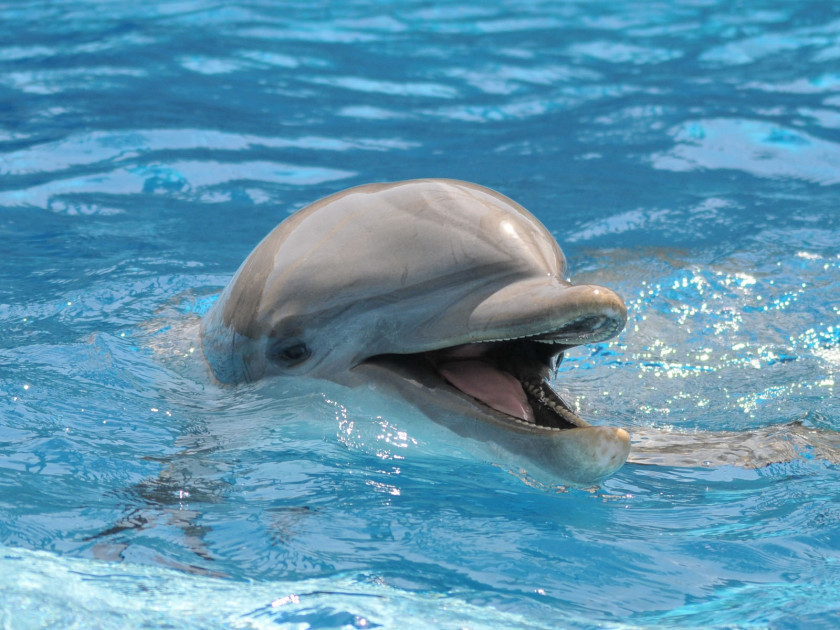 Dolphin Common Bottlenose Wholphin Pantropical Spotted Atlantic Indo-Pacific PNG