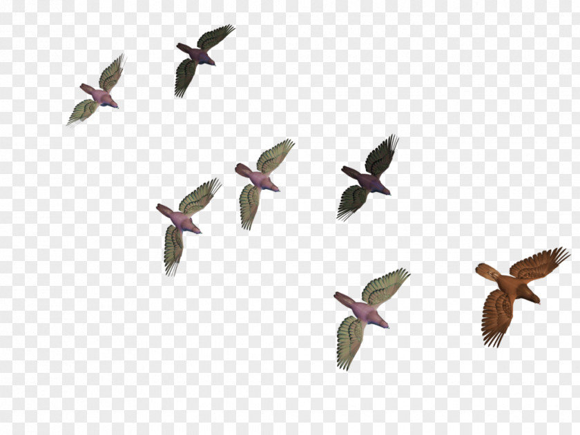 Flying Birds Bird Flight Columbidae Goose PNG