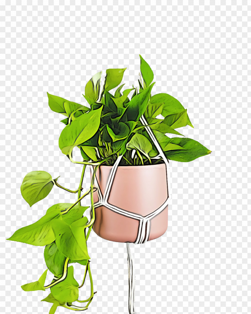Leaf Plant Stem Herbal Medicine Flower Herb PNG