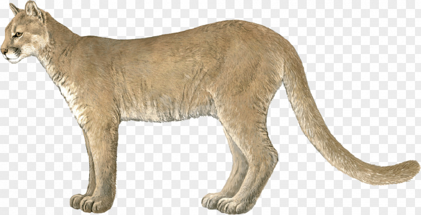 Lion Whiskers Cougar Big Cat PNG