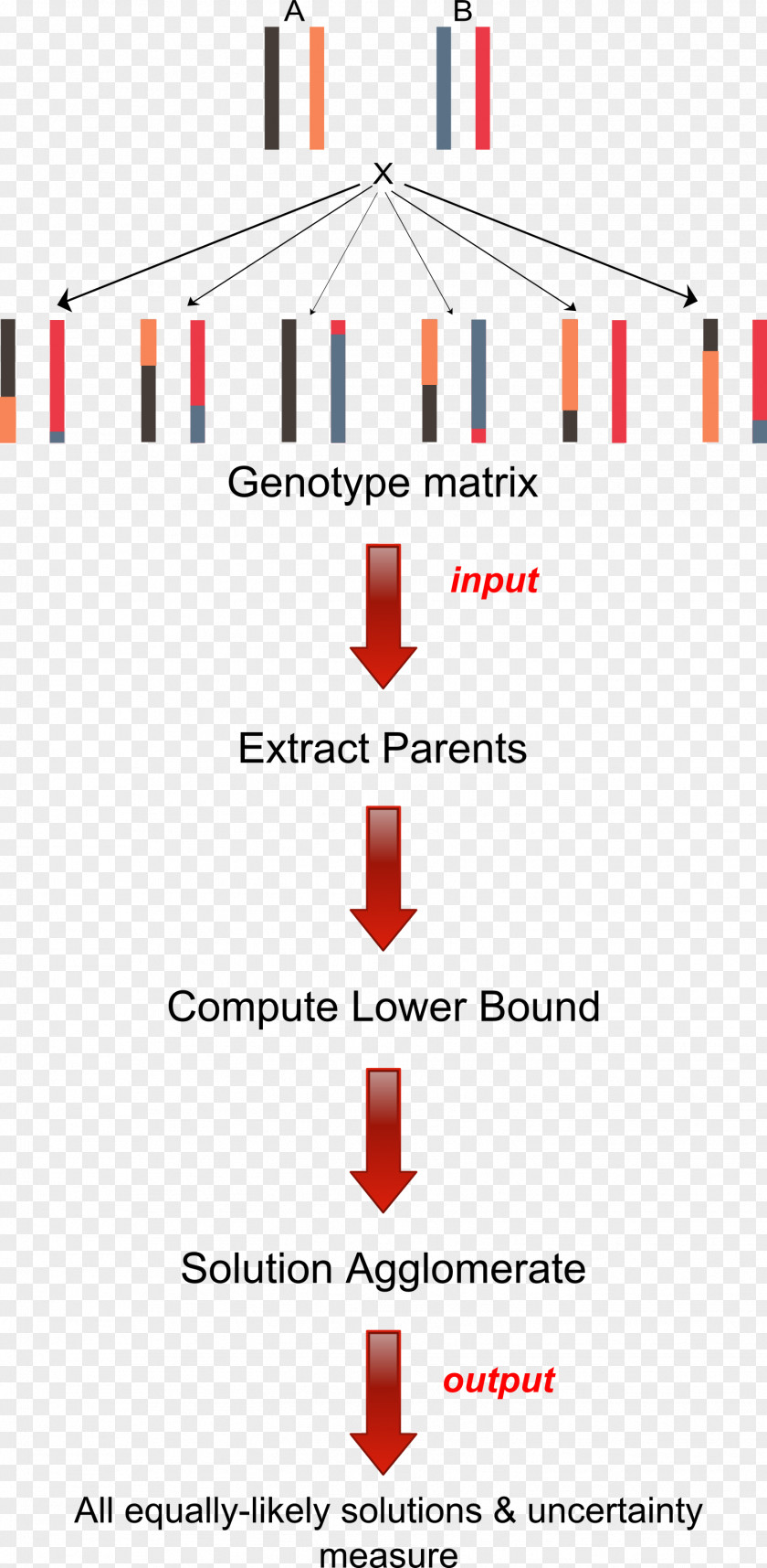Haplotype Genotype Genetics Allele PNG