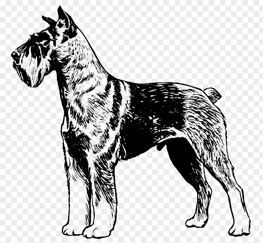 Miniature Schnauzer Giant Scottish Terrier Clip Art PNG