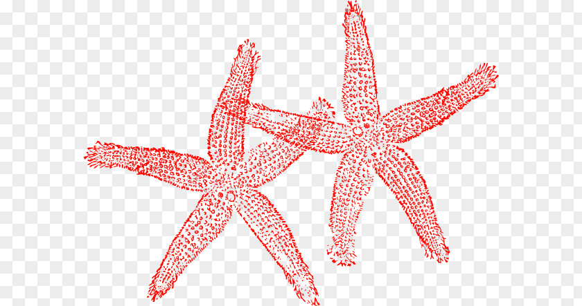 White Starfish Clip Art PNG