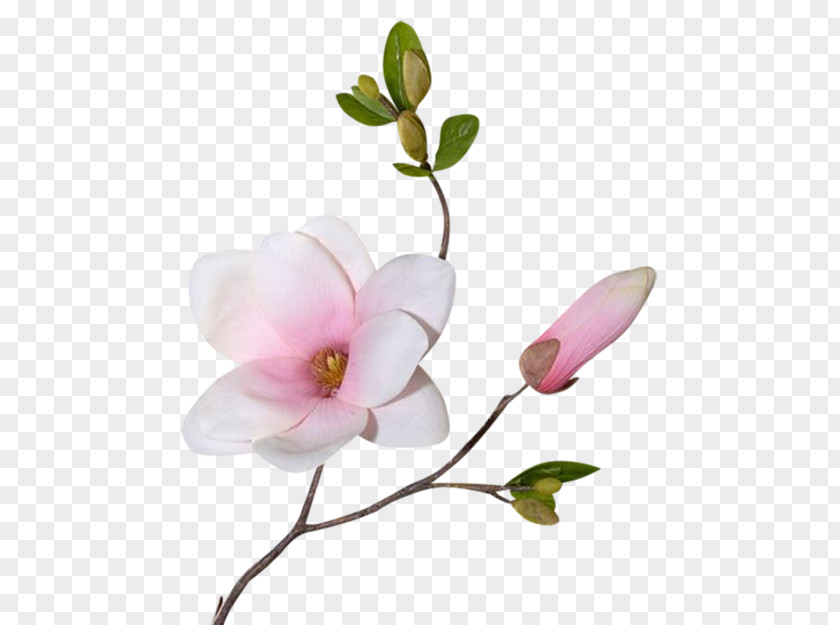 Magnolia Picture Material Flower Plant Stem Clip Art PNG