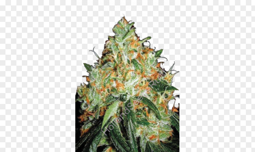 Skunk Seed Bank Cannabis Sativa Orange Bud PNG