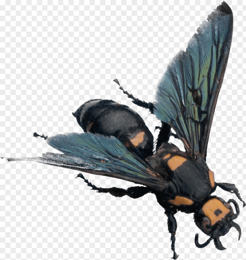 Bee Image PNG