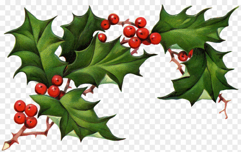 Christmas Elements Pic Common Holly Tree Eve Clip Art PNG