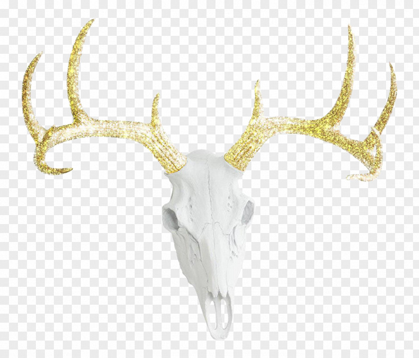 Deer White-tailed Antler Bison Color PNG