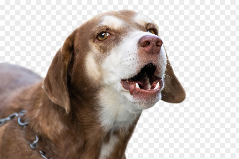 Dog Snout Companion Breed Crossbreed PNG