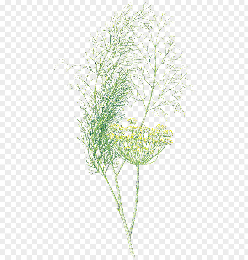 English Lavender Dill Herb Fennel Umbel PNG