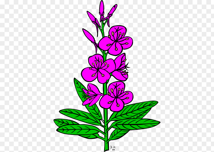 Fireweed Drawing Clip Art PNG