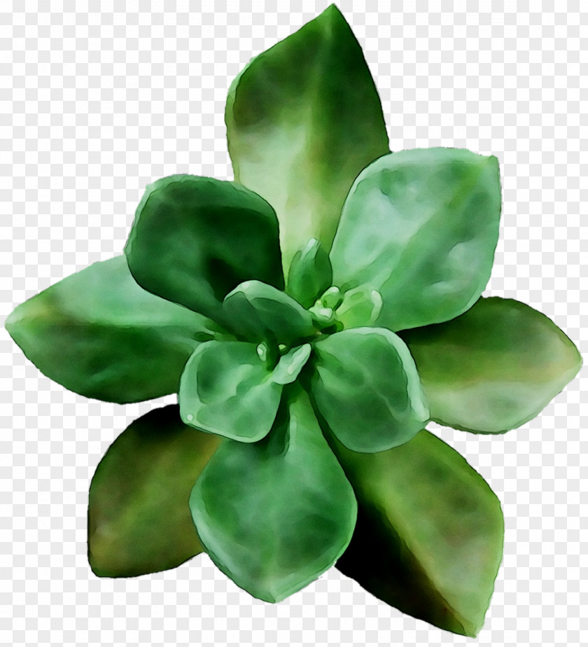 Leaf Flower PNG