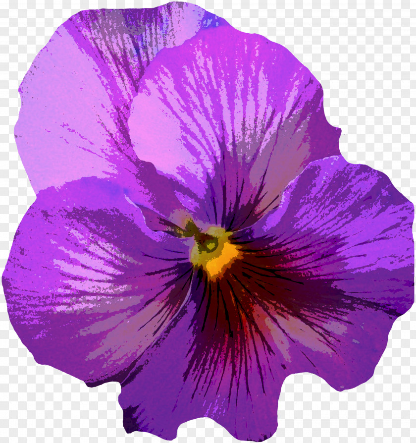 Purple Flowers Pansy Violet Flower Yellow PNG