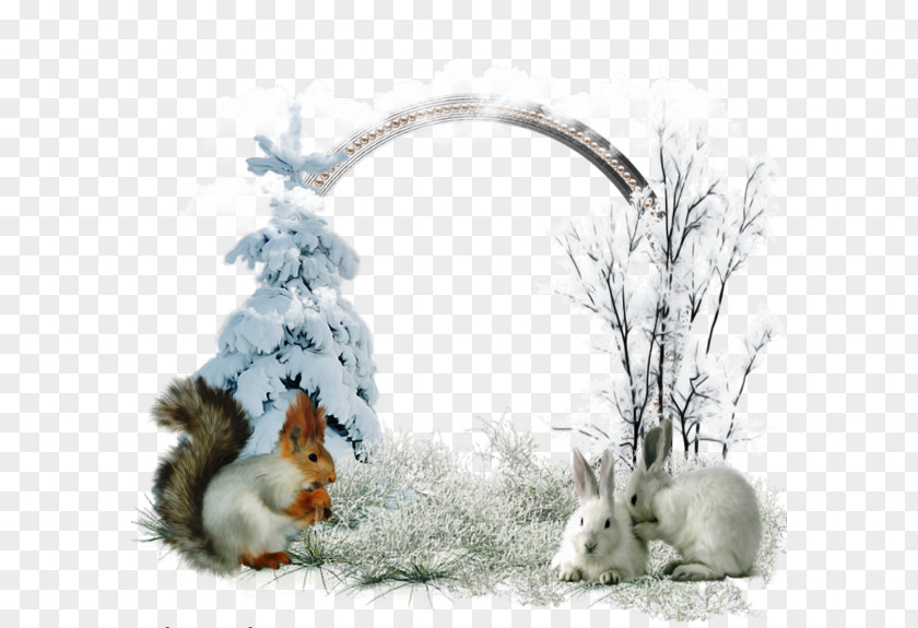 White Rabbit Eisbxe4renanlage Yorkshire Wildlife Park December Christmas PNG