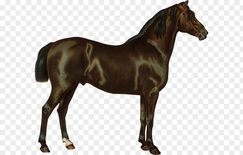 Criollo Thoroughbred Arabian Horse Pony Breed PNG
