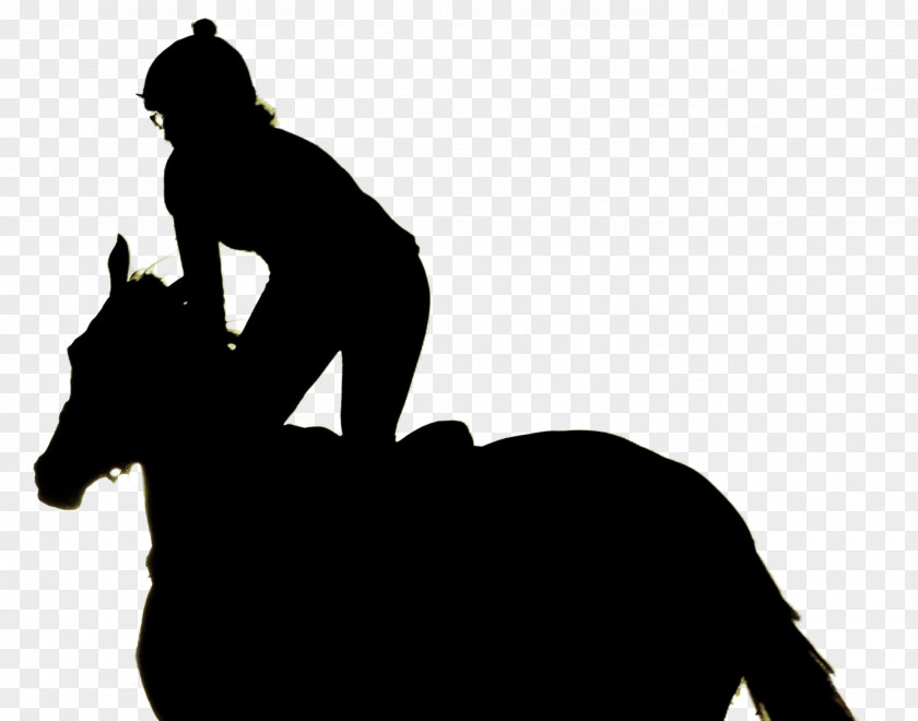 Horse Equestrian Book Child PNG