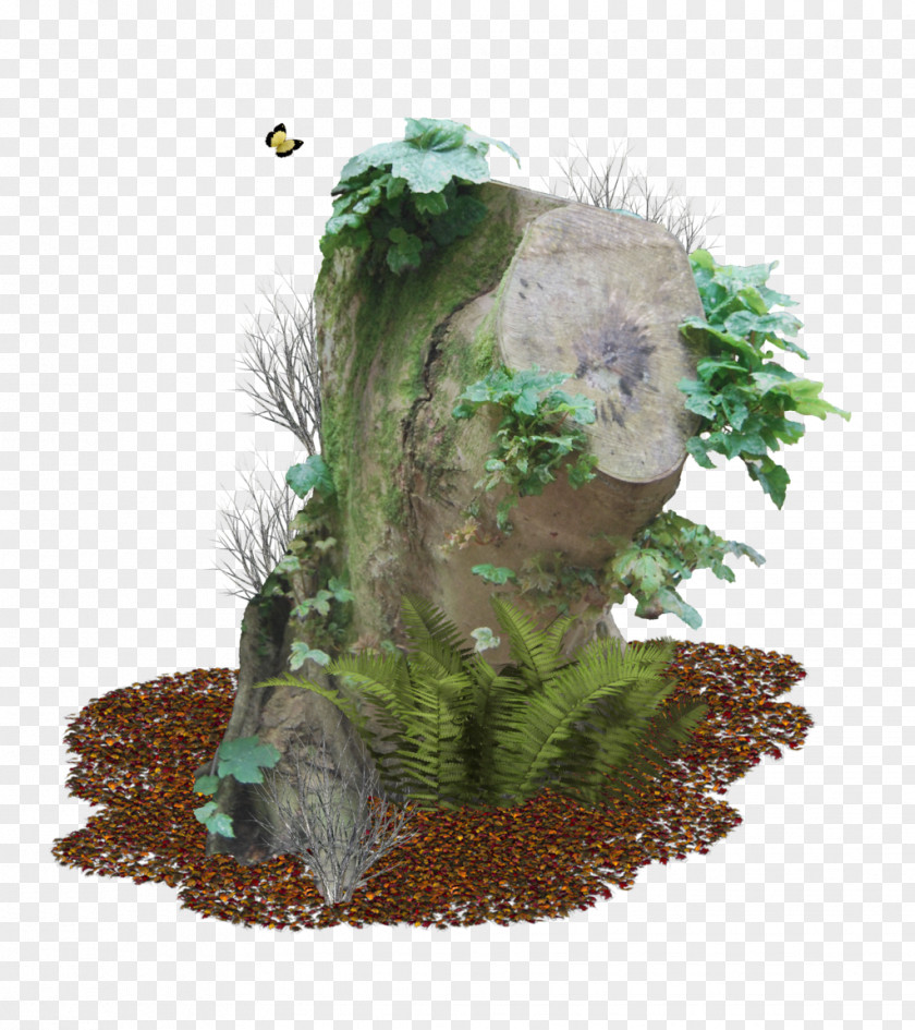 Nature Tree Stump Trunk PNG