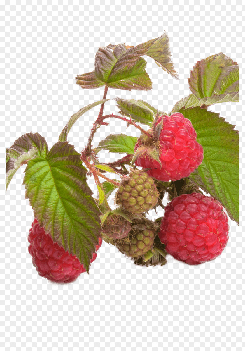 Raspberry Fruit Red Leaf Berries Tea PNG