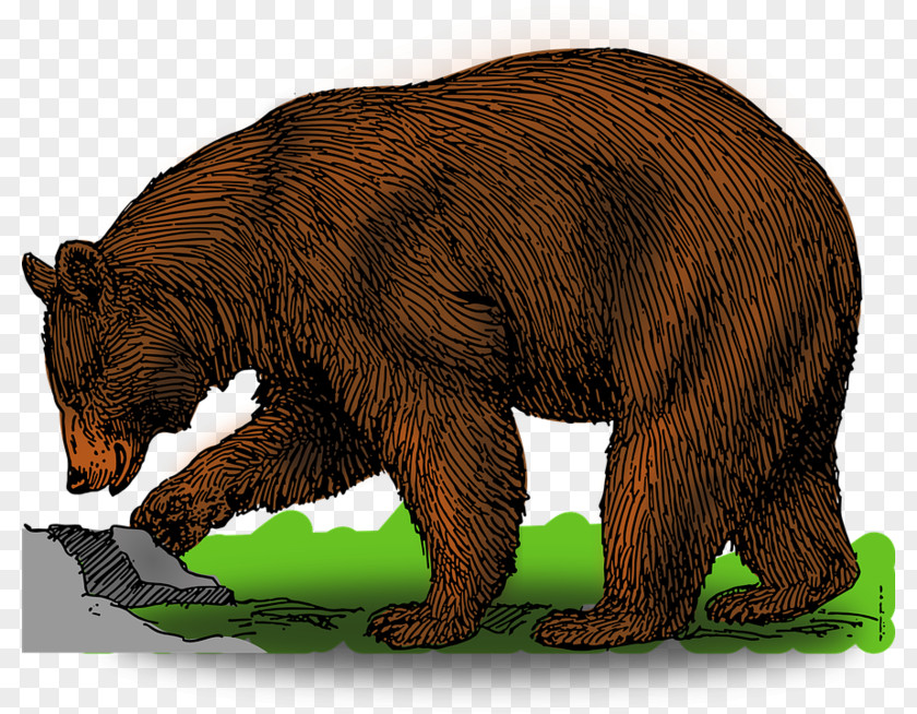Bear Brown Bear, What Do You See? American Black Clip Art PNG