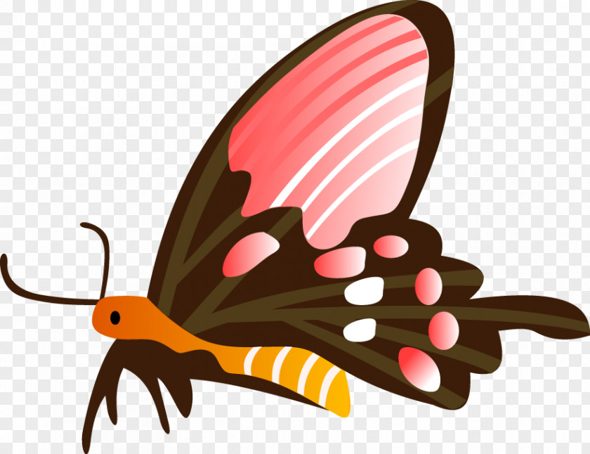 Butterfly Vector Graphics Illustration Drawing PNG