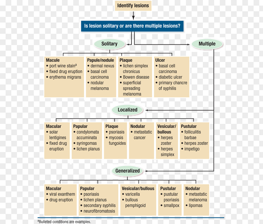 Ppt Classification Medicine Skin Rash Maculopapular Medical Laboratory Dermatology PNG