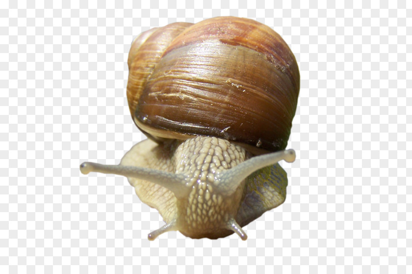Snail Escargot Gastropods Horn PNG