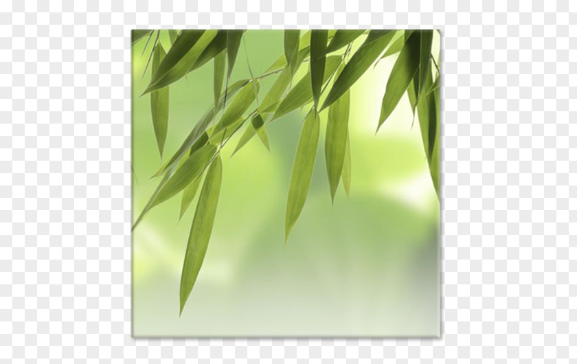 Stock Photography Tropical Woody Bamboos Royalty-free PNG