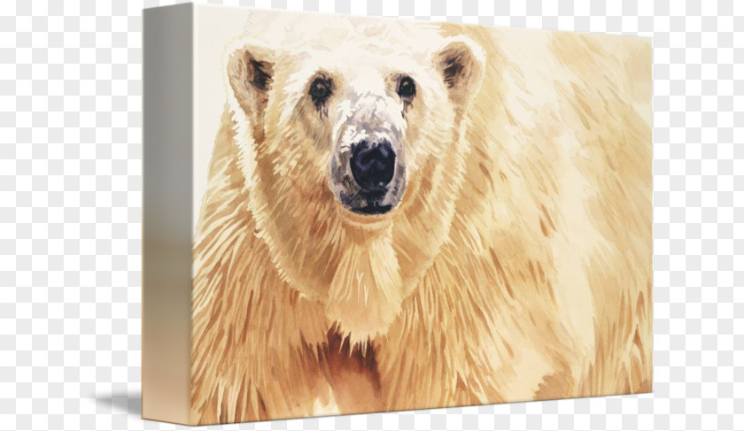 Watercolor Polar Bear Grizzly Painting Watercolor: Animals PNG