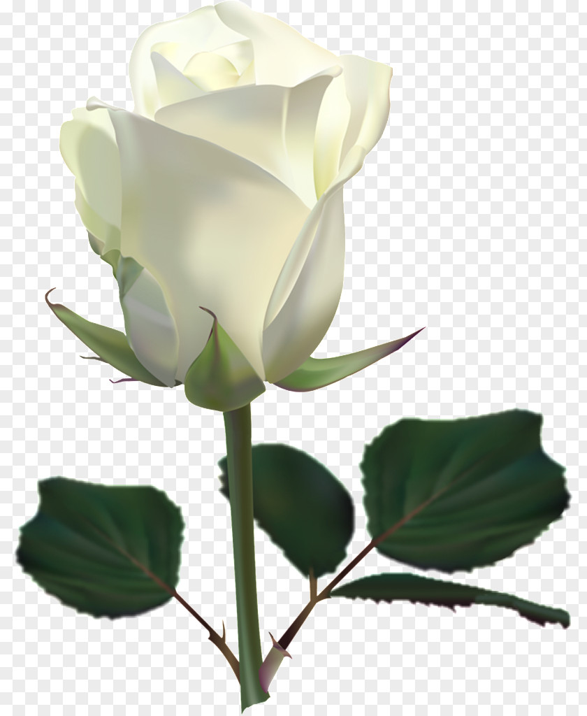 White Roses Rose Flower Clip Art PNG