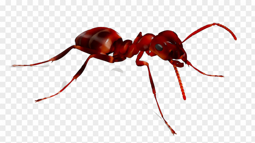 Ant Xterminator Services Termite & Pest Control Weevil Insect PNG