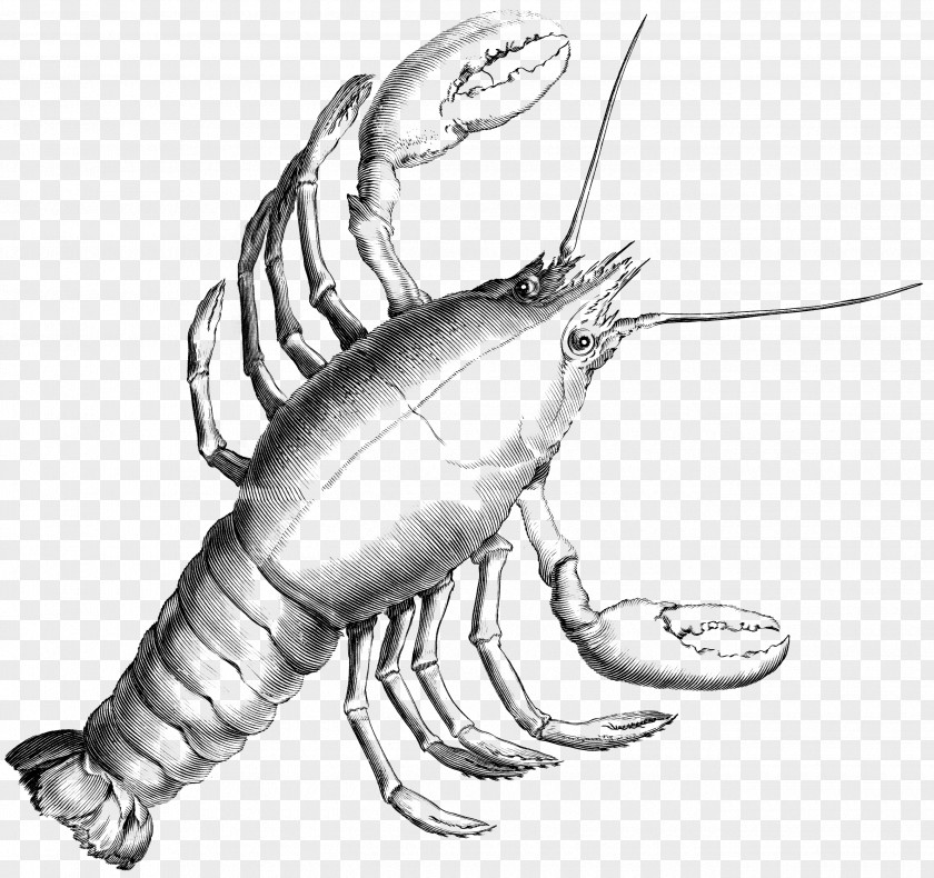 Cancer Picture Lobster Drawing Seafood Astacoidea Palinurus Elephas PNG