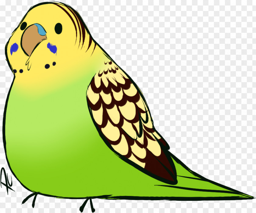 Parrot Budgie Bird PNG