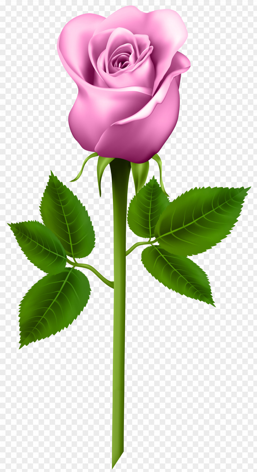 Rose Flower Clip Art PNG