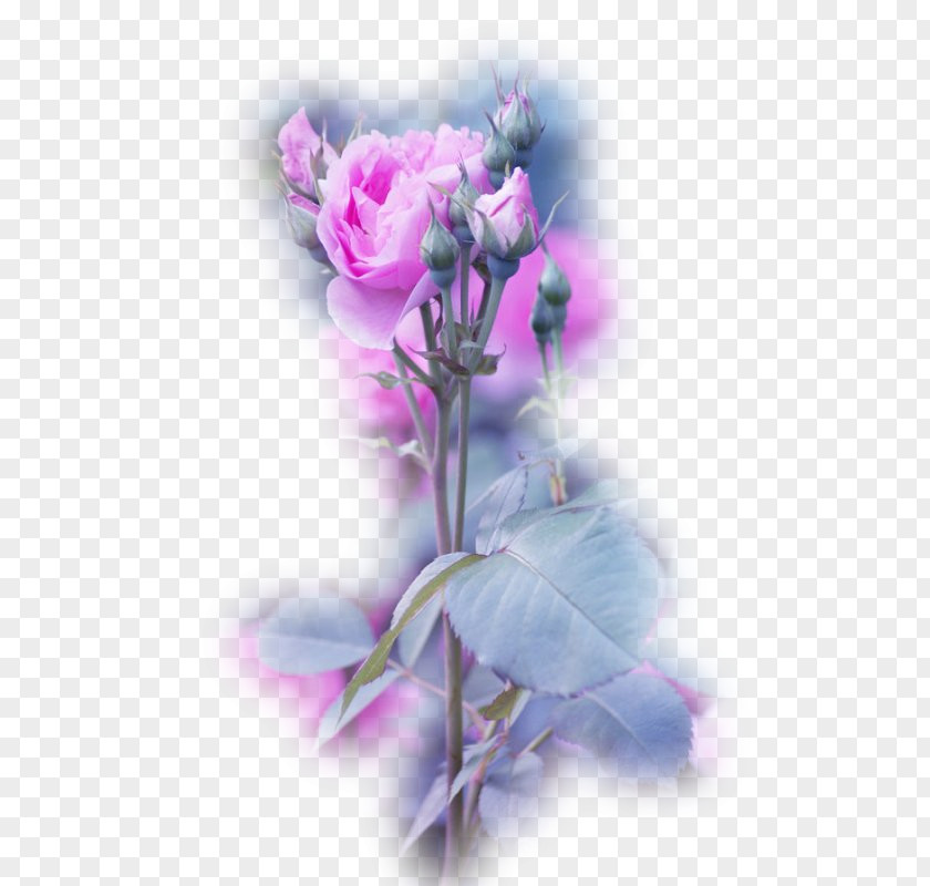 Rose Parc Floral De Paris Garden Roses Flower PNG