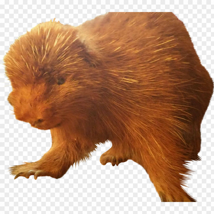 Beaver Fur Terrestrial Animal Snout PNG