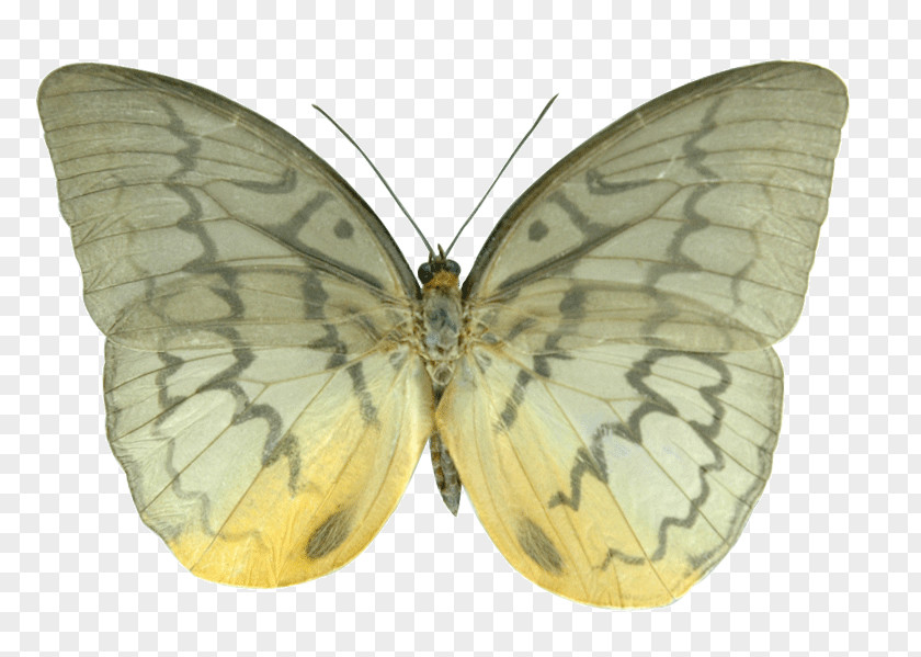 Butterfly Clouded Yellows Brush-footed Butterflies Silkworm Pieridae PNG
