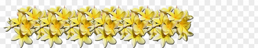 Flower Plumeria Alba Plant Exotic PNG