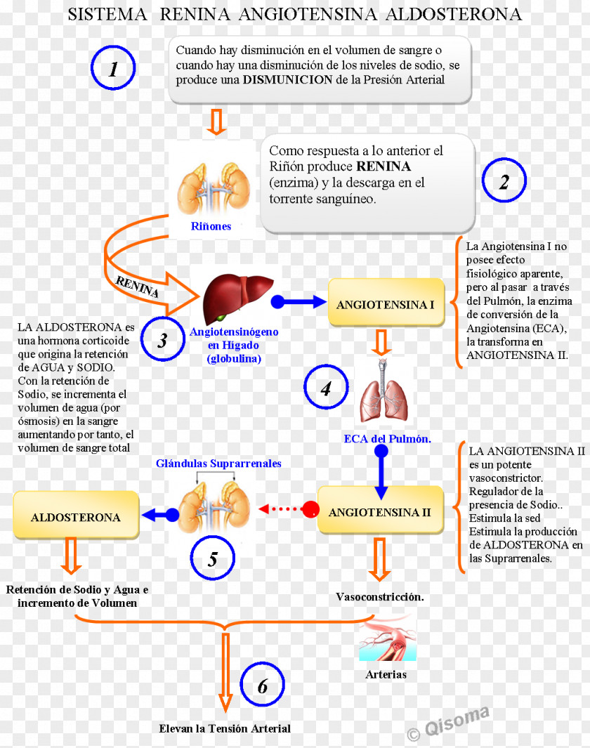 Health Renin–angiotensin System Medicine PNG