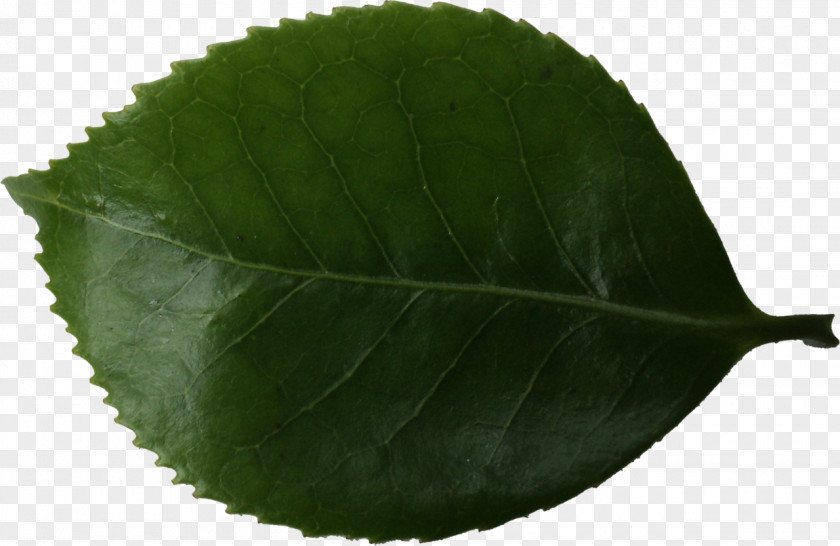 Leaves Plant Leaf PNG