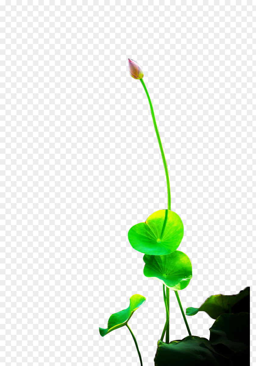 Lotus Bud Nelumbo Nucifera Flower PNG