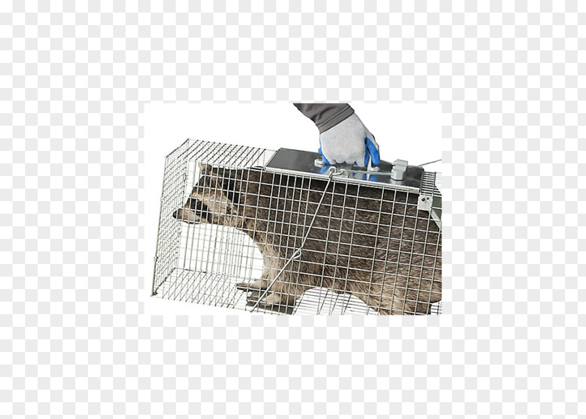 Raccoon Cage Trapping Rat Trap Fish PNG