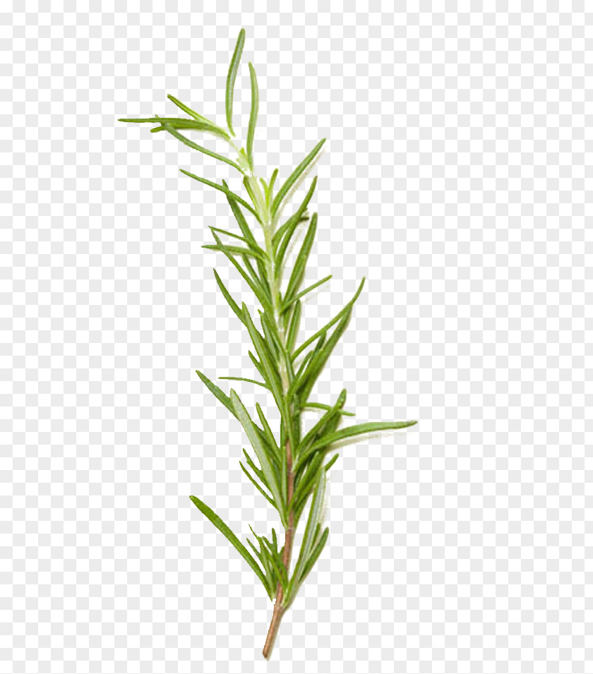 Rosemary Grass Spice Herb European Cuisine Food PNG