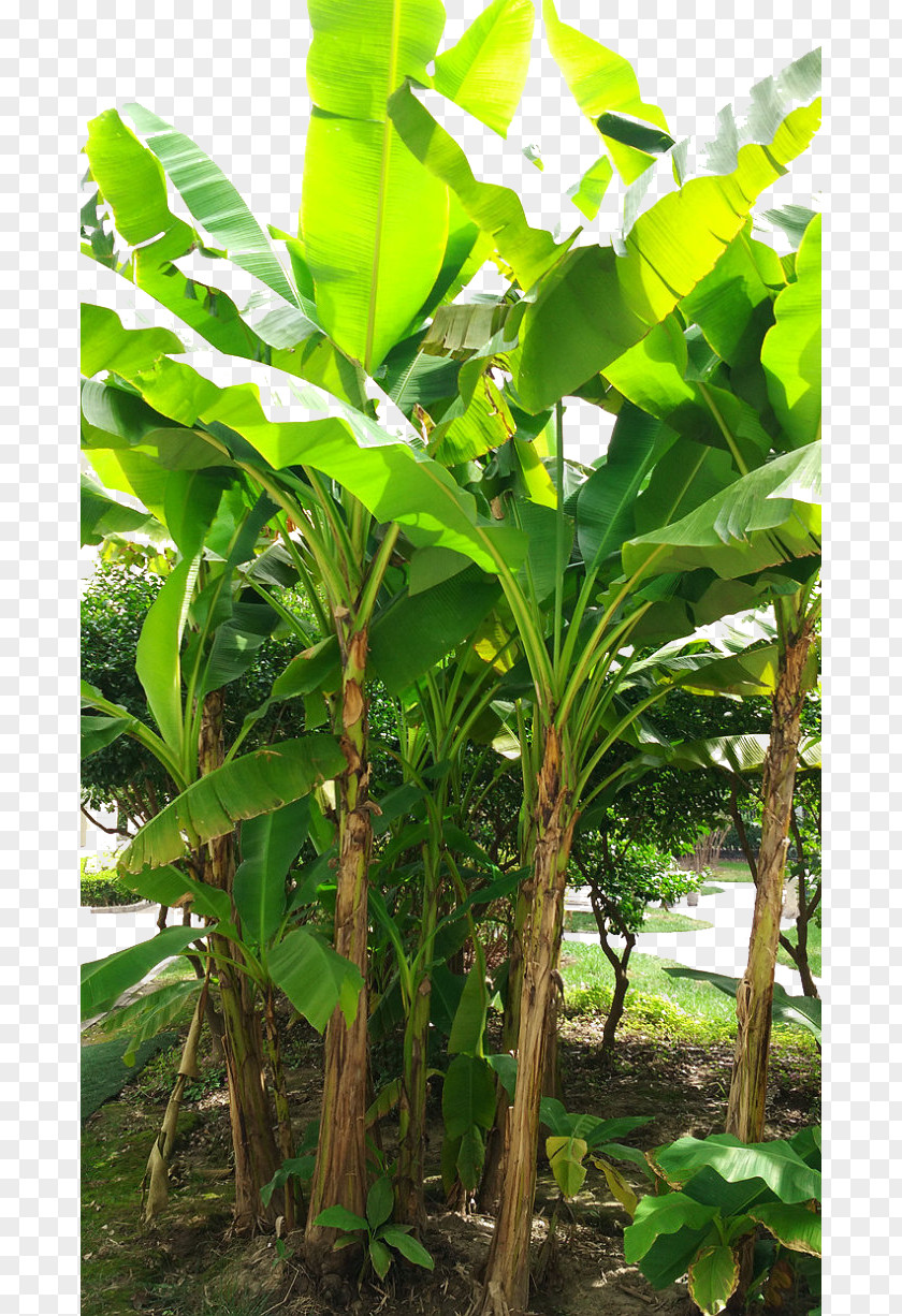 Sunshine Banana Leaves Leaf Coconut Musa Basjoo PNG