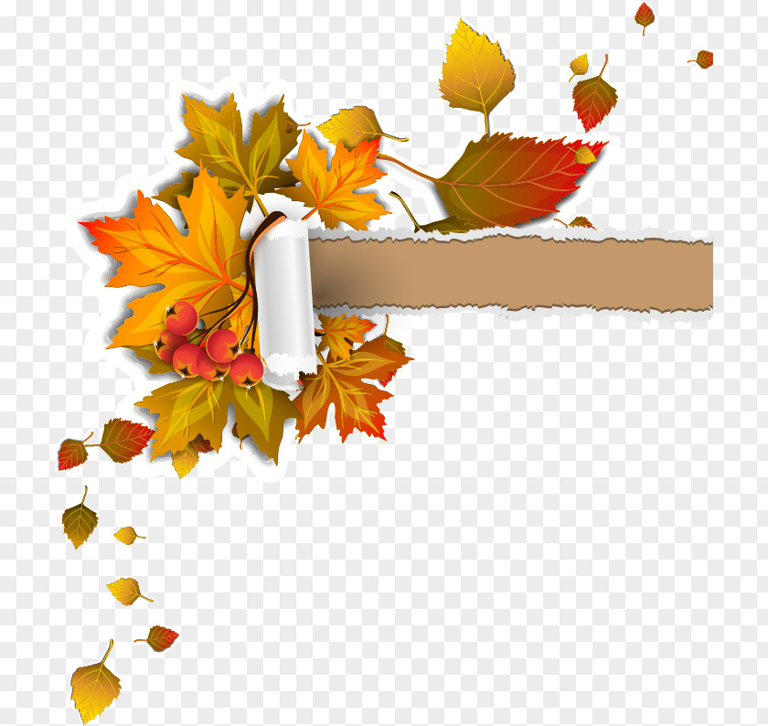 Autumn Leaves Frame Maple Tear Vector Paper Icon PNG