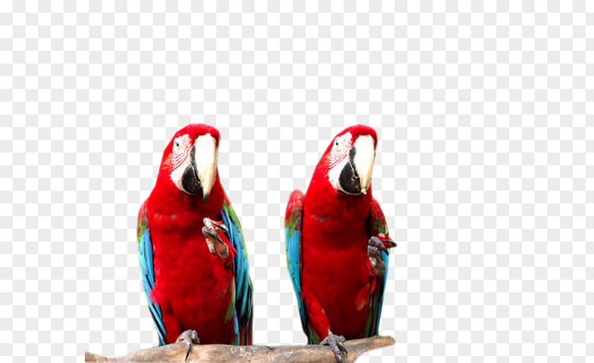 Bird Macaw Parakeet Parrot Beak PNG