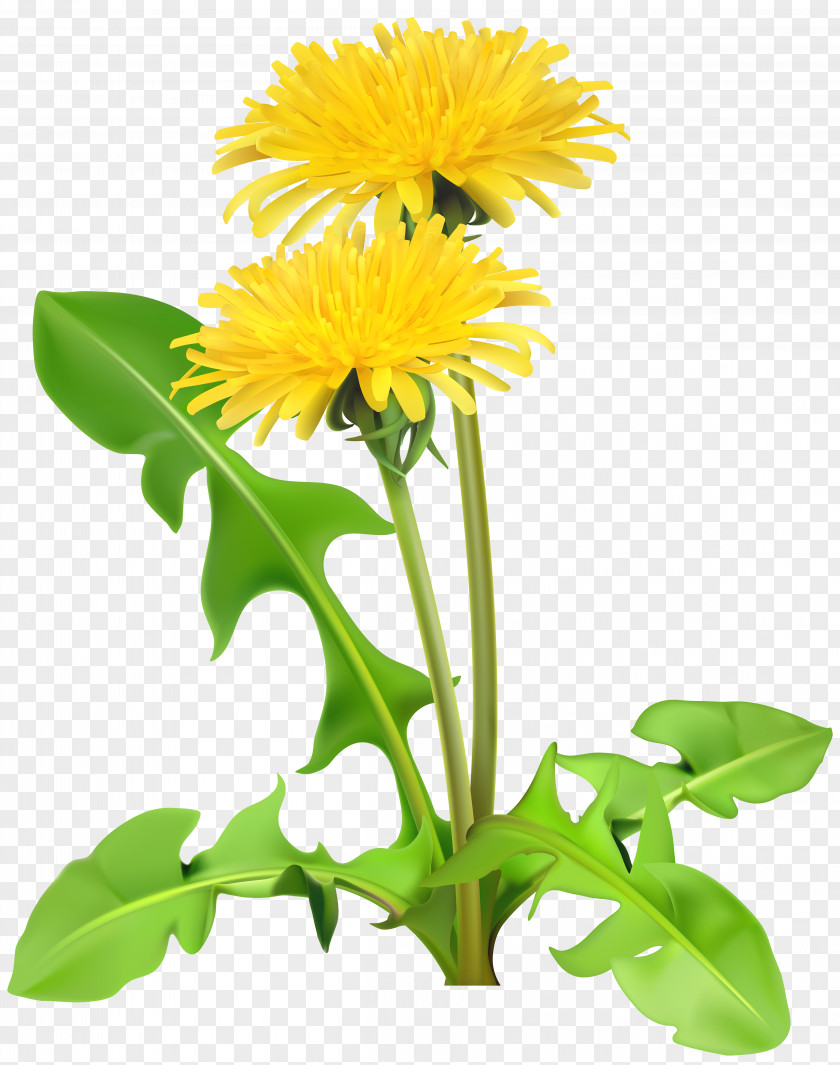 Dandelions Transparent Clip Art Image Dandelion PNG