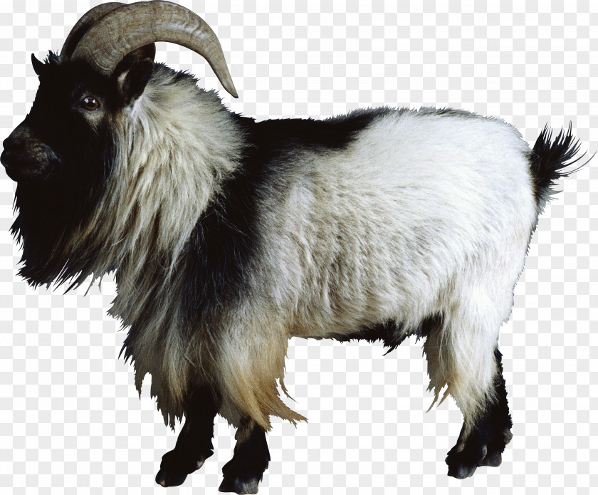 Goat Sheep Cattle PNG