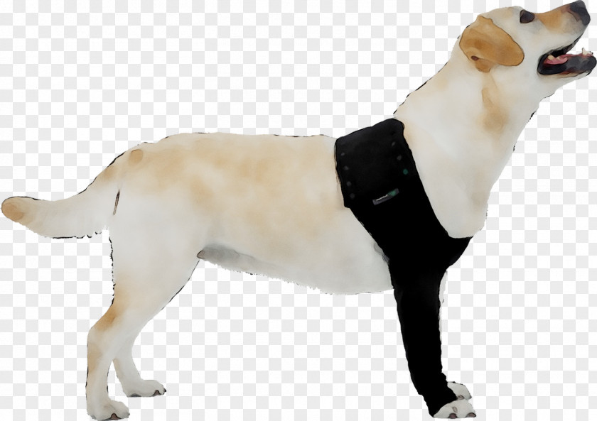 Labrador Retriever Dog Breed Companion Gun PNG